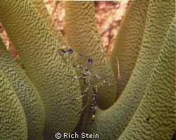 Pedersen Shrimp hiding among a cluster of anenomae. Taken... by Rich Stein 
